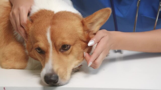 A young Asian female veterinarian gently examines a calm Corgi dog indoors at pet clinic, highlighting professional pet care, importance of regular health checkups and vaccinations like rabies shots.