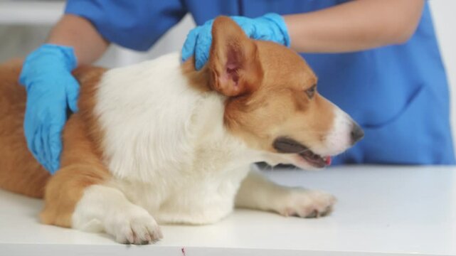 A young Asian female veterinarian gently examines a calm Corgi dog indoors at pet clinic, highlighting professional pet care, importance of regular health checkups and vaccinations like rabies shots.