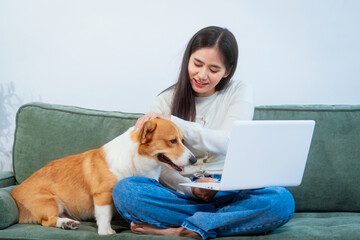 Asian young woman sits on the floor beside her sofa, gently stroking her Corgi dog head relax at...