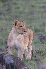 Lioness Evening Light