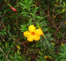 Alamanda or allamanda (Allamanda cathartica) is an ornamental plant which is commonly referred to...