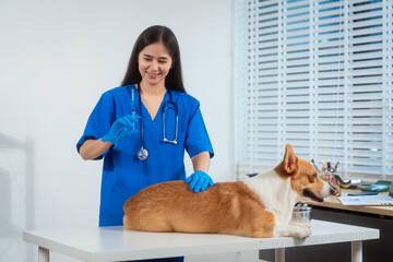 A young Asian female veterinarian gently examines a calm Corgi dog indoors at pet clinic,...