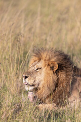 Resting Lion