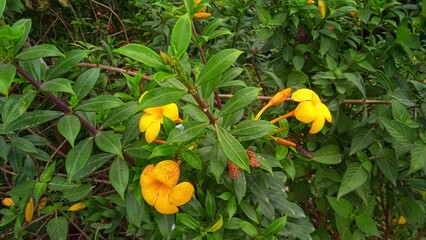 Alamanda or allamanda (Allamanda cathartica) is an ornamental plant which is commonly referred to...