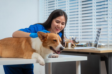 A young Asian female veterinarian gently examines a calm Corgi dog indoors at pet clinic,...