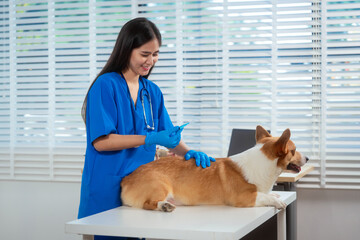 A young Asian female veterinarian gently examines a calm Corgi dog indoors at pet clinic,...