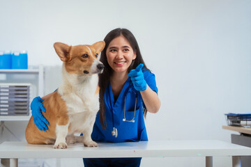 A young Asian female veterinarian gently examines a calm Corgi dog indoors at pet clinic,...