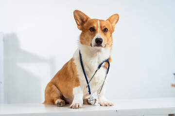 A charming Corgi dog dressed as a doctor, wearing glasses and a stethoscope, delivers a humorous...