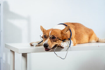 A charming Corgi dog dressed as a doctor, wearing glasses and a stethoscope, delivers a humorous...