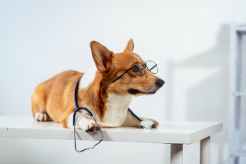 A charming Corgi dog dressed as a doctor, wearing glasses and a stethoscope, delivers a humorous...