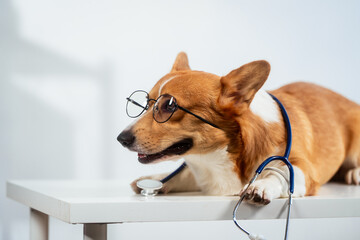 A charming Corgi dog dressed as a doctor, wearing glasses and a stethoscope, delivers a humorous...