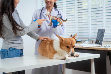 A young Asian female veterinarian administers a vaccine to a Corgi dog inside a pet clinic, with the concerned owner gently assisting preventive care, teamwork, emotional bond between pet and human.