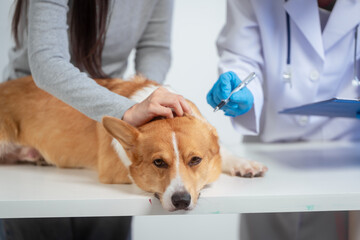 A young Asian female veterinarian administers a vaccine to a Corgi dog inside a pet clinic, with the concerned owner gently assisting preventive care, teamwork, emotional bond between pet and human.