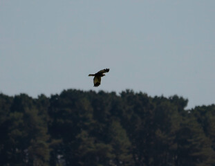 A Marsh Harrier (Circus aeruginosus) soaring over Minsmere in Suffolk, UK