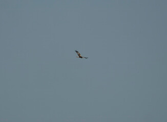 A Marsh Harrier (Circus aeruginosus) soaring over Minsmere in Suffolk, UK