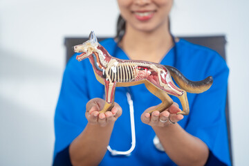 An Asian female veterinarian in blue scrubs and glasses works diligently at her desk, using a...