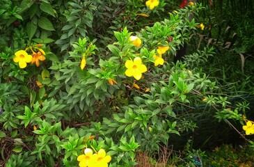 Alamanda or allamanda (Allamanda cathartica) is an ornamental plant which is commonly referred to...