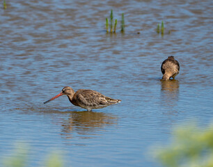 A Black-tailed Godwit (Limosa limosa) in Minsmere, Suffolk, UK
