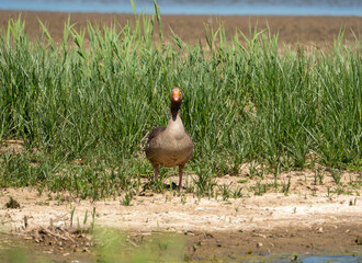 A Greylag Goose (Anser anser) at Minsmere in Suffolk, UK