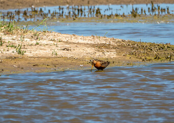 A Bar-tailed Godwit (Limosa lapponica) in Minsmere, Suffolk, UK