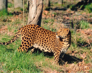 Obraz premium Cheetah in Wild Life - 1