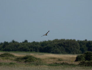A Marsh Harrier (Circus aeruginosus) soaring over Minsmere in Suffolk, UK