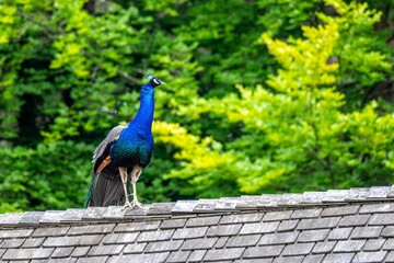 male peafowl peacock standing on a roof with trees in the background