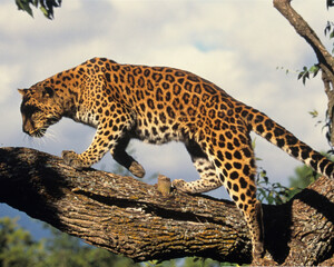 Cheetah in Wild Life - 1