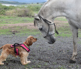 Dog and horse