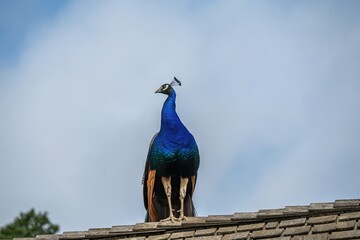 male peafowl peacock standing on a roof with the sky in the background