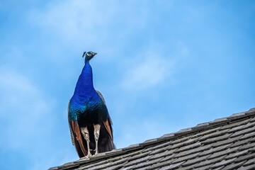 male peafowl peacock standing on a roof with the sky in the background