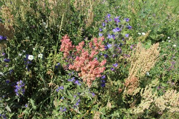 summer wildflowers and flowers in the meadow
