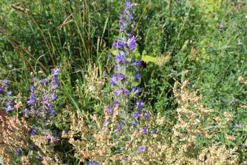 summer wildflowers and flowers in the meadow