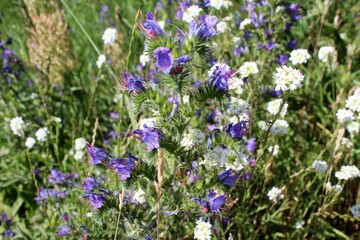 Naklejka premium summer wildflowers and flowers in the meadow