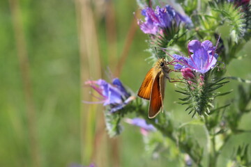 butterfly on a purple flower on a blurred green background