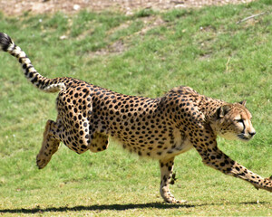 Cheetah in Wild Life - 1