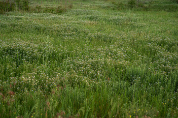 Background field of grass flower.