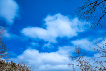 Blue cloudy sky with leafless trees in early winter season, for background