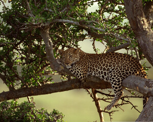 Cheetah in Wild Life - 1