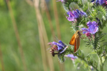butterfly on a blue flower on a blurred green background