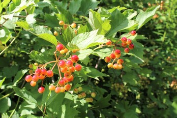 Viburnum berries ripen in the sun in summer and green leaves on the bush