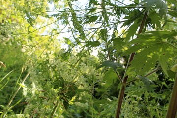 green grass and plants in the summer forest