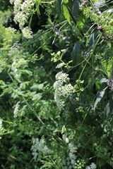 green grass and plants in the summer forest