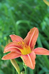 orange lily in the garden