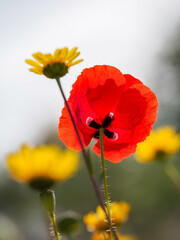 Vertical view of red poppies among other wildflowers in the field