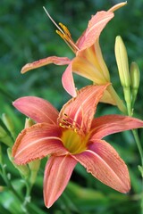 orange lily in the garden
