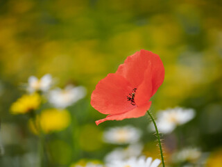 Detail of red poppies among other wildflowers in the field