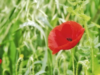 Detail of red poppies among other wildflowers in the field