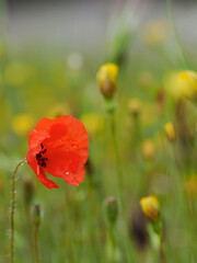 Vertical view of red poppies among other wildflowers in the field
