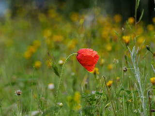 Detail of red poppies among other wildflowers in the field
